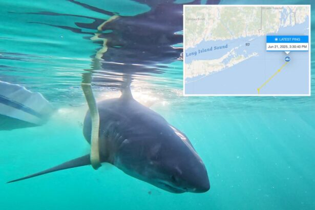 Great white shark surfaces off popular New Jersey beach coast — on ‘Jaws’ anniversary