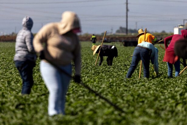 Heat Safety Experts behind OSHA Rules Were Laid Off, which Could Make It Easier to Scrap Regulations