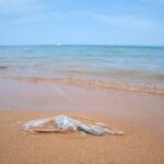 Here’s How Plastic Bag Bans Are Keeping Trash off Shorelines