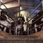 How Bird Flu Went from Devastating Poultry Farms to Infecting Dairy Herds