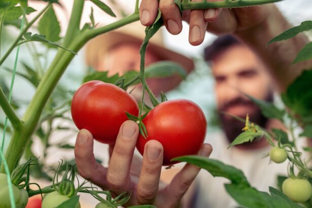 How To Grow Bountiful Tomatoes
