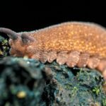 How Velvet Worm Slime Hardens in Seconds to Trap Prey