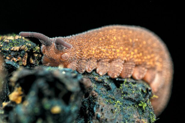 How Velvet Worm Slime Hardens in Seconds to Trap Prey