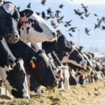 How a US agriculture agency became key in the fight against bird flu