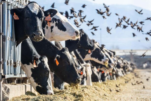 How a US agriculture agency became key in the fight against bird flu