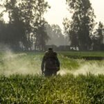 How farming theory could change cancer care