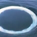 Humpback Whale Bubble Rings May Be an Attempt to Communicate With Us : ScienceAlert