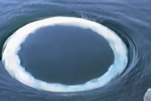 Humpback Whale Bubble Rings May Be an Attempt to Communicate With Us : ScienceAlert