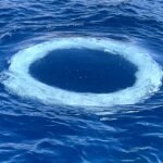 Humpback Whales Are Blowing ‘Bubble Rings’ at Boats. Are They Trying to Communicate?