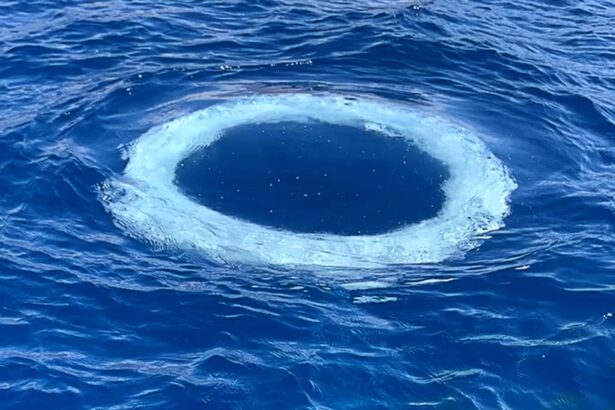 Humpback Whales Are Blowing ‘Bubble Rings’ at Boats. Are They Trying to Communicate?