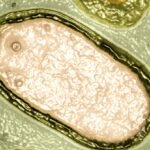 Hundreds of Mysterious Giant Viruses Discovered Lurking in The Ocean : ScienceAlert