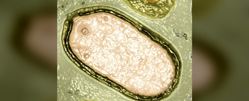 Hundreds of Mysterious Giant Viruses Discovered Lurking in The Ocean : ScienceAlert