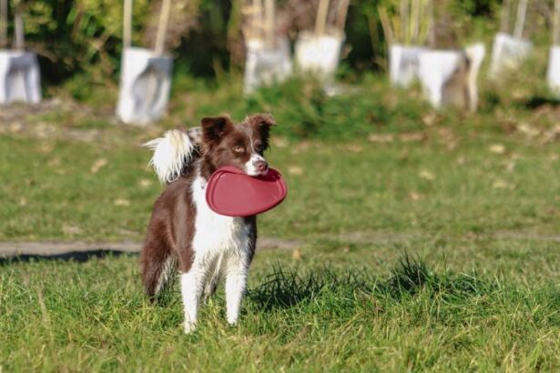Improvements planned for Christchurch park