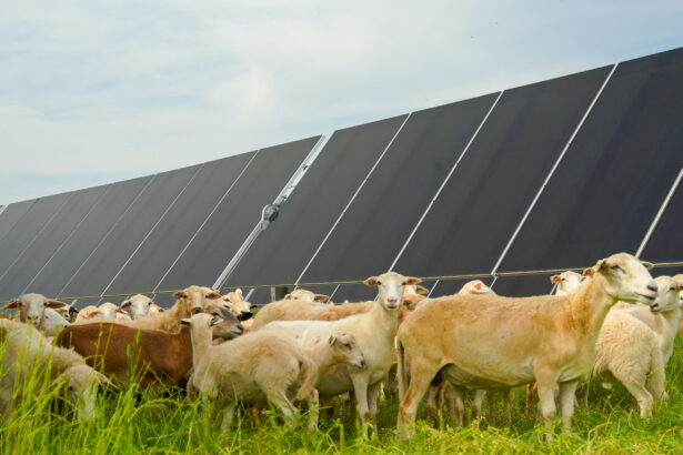 In Georgia, sheep and solar panels coexist