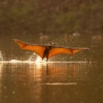 In a Rare Daytime Appearance, Flying Foxes Keep Cool in an Indian River — Colossal