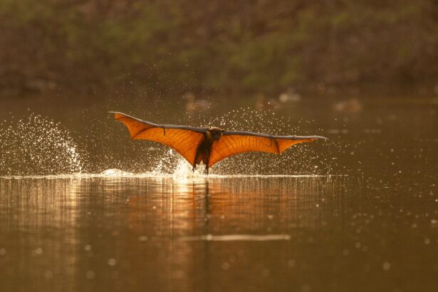 In a Rare Daytime Appearance, Flying Foxes Keep Cool in an Indian River — Colossal
