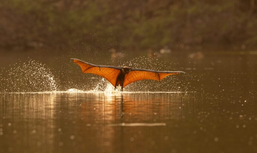 In a Rare Daytime Appearance, Flying Foxes Keep Cool in an Indian River — Colossal