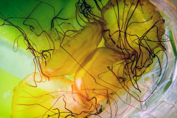 Inside Europe’s largest jellyfish farm