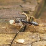 Invasive Asian Needle Ant’s Sting Is Painful, Can Cause Anaphylaxis