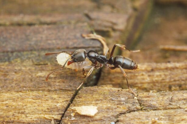 Invasive Asian Needle Ant’s Sting Is Painful, Can Cause Anaphylaxis