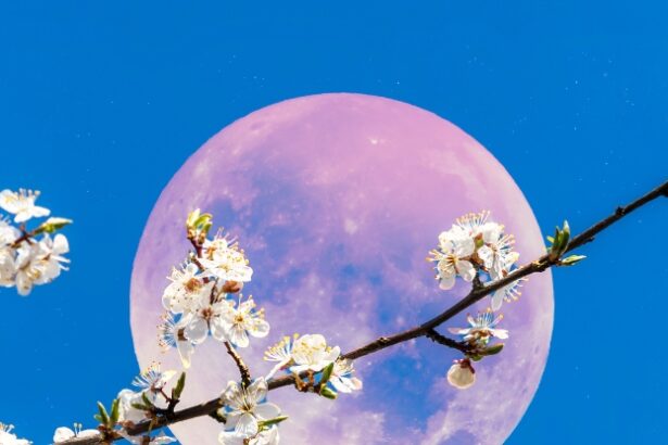 June’s Full Moon Will Be The Lowest in The Sky For Decades. Here’s Why. : ScienceAlert