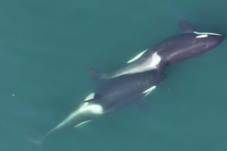 Killer whales may use kelp brushes to slough off rough skin