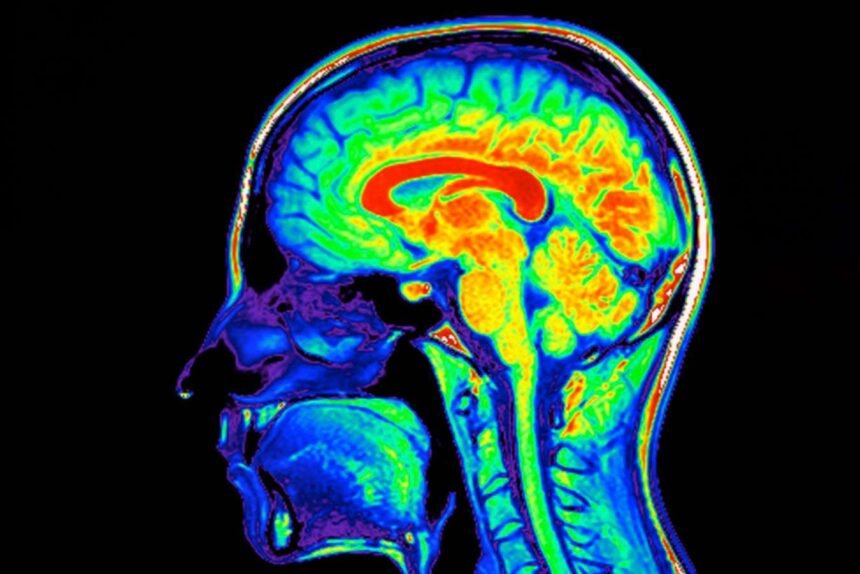 Massaging the neck and face may help flush waste out of the brain