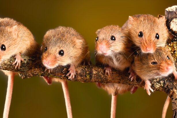 Mice With Two Fathers Now Have Offspring : ScienceAlert