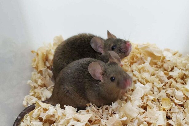 Mice with two fathers have their own offspring for the first time