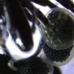 New Discovery of Deep Sea ‘Spiders’ Is Unlike Anything We’ve Seen Before : ScienceAlert