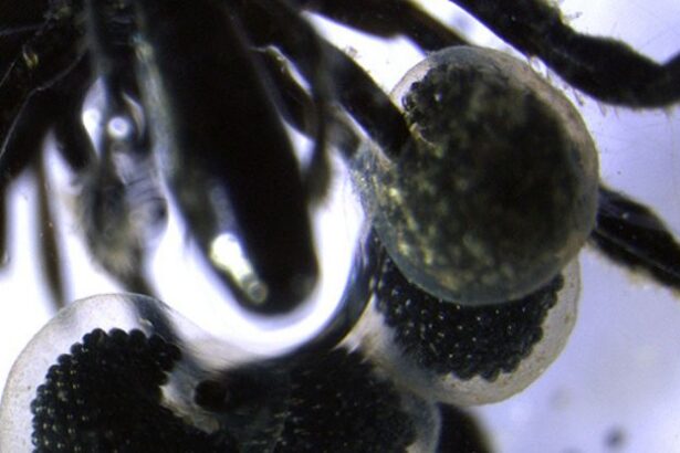 New Discovery of Deep Sea ‘Spiders’ Is Unlike Anything We’ve Seen Before : ScienceAlert