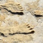 New Mexico Footprints Rewrite Timeline of Humans in America : ScienceAlert