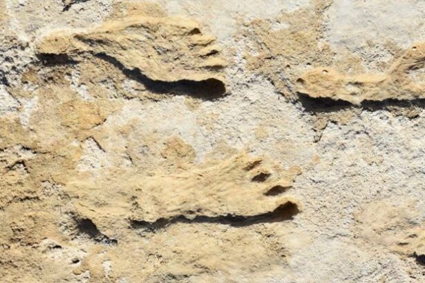 New Mexico Footprints Rewrite Timeline of Humans in America : ScienceAlert
