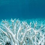 Ocean Acidity Has Reached Critical Levels, And We’re All Under Threat : ScienceAlert