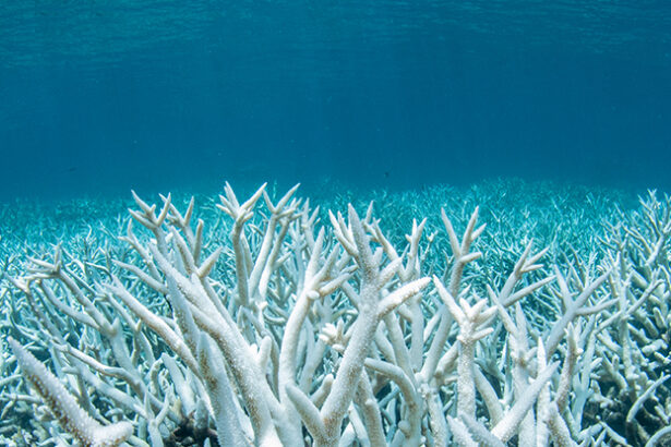 Ocean Acidity Has Reached Critical Levels, And We’re All Under Threat : ScienceAlert