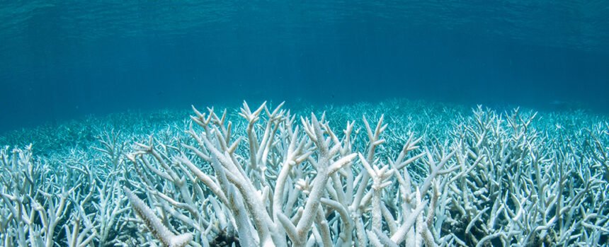 Ocean Acidity Has Reached Critical Levels, And We’re All Under Threat : ScienceAlert