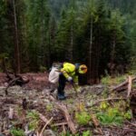 Offsetting global fossil fuel stores by planting trees is impossible