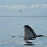 Orcas’ Social Skin-Care Routine Uses Kelp as a Tool