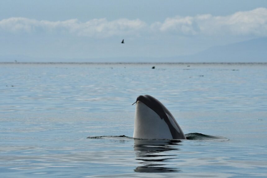Orcas’ Social Skin-Care Routine Uses Kelp as a Tool