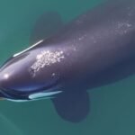 Orcas’ Strange Beauty Routine Revealed by Scientists For The First Time : ScienceAlert