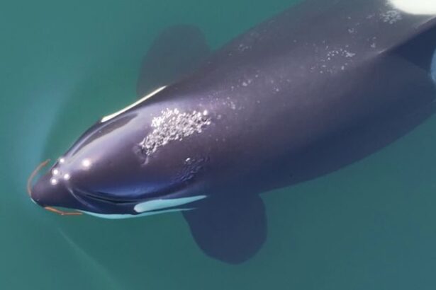 Orcas’ Strange Beauty Routine Revealed by Scientists For The First Time : ScienceAlert