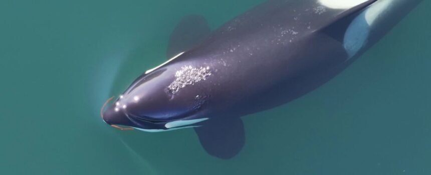 Orcas’ Strange Beauty Routine Revealed by Scientists For The First Time : ScienceAlert