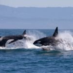 Orcas scrub each other clean with bits of kelp