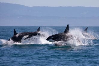 Orcas scrub each other clean with bits of kelp