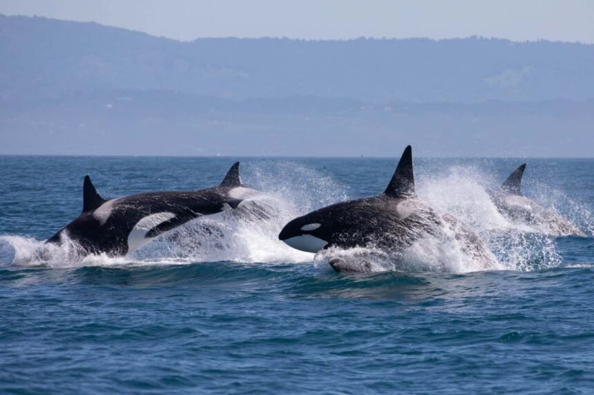 Orcas scrub each other clean with bits of kelp