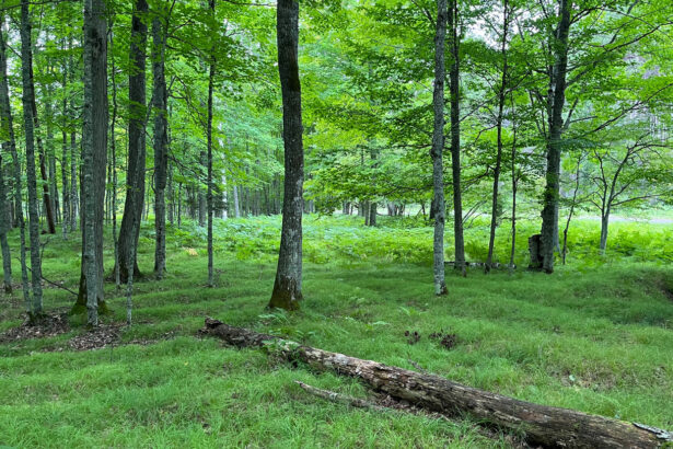 Precolonial farmers thrived in one of North America’s coldest places