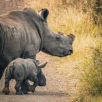 Preemptively cutting rhinos’ horns cuts poaching