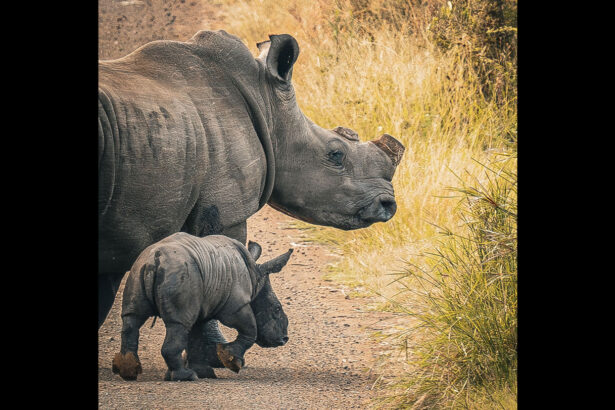 Preemptively cutting rhinos’ horns cuts poaching