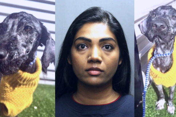 Probation for doctor who nearly starved dog to death: “Justice was not served”