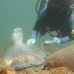 Probiotics helped great star corals fend off a deadly disease